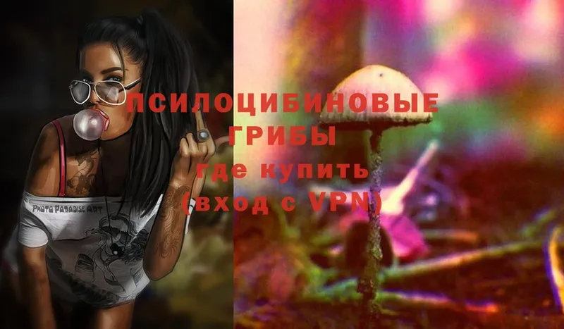 Псилоцибиновые грибы Psilocybe  купить   Кашира 